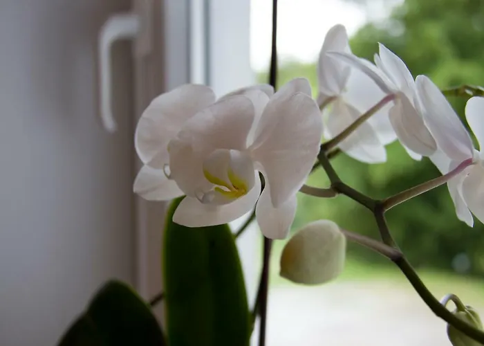 Lägenhet Charming Ana